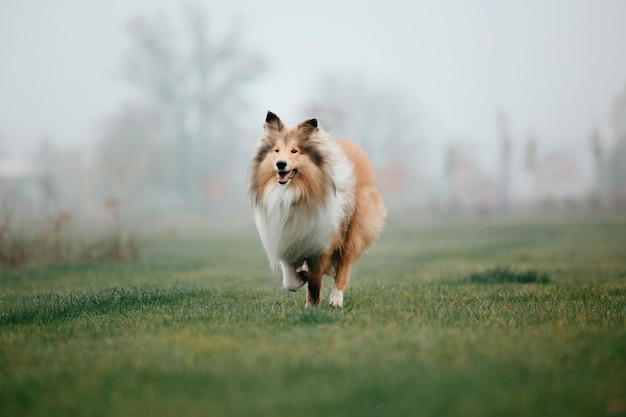 Ginger orange Rough Collie dog portrait autumn. Beautiful fluffy dog in a foggy morning. Rough Colli