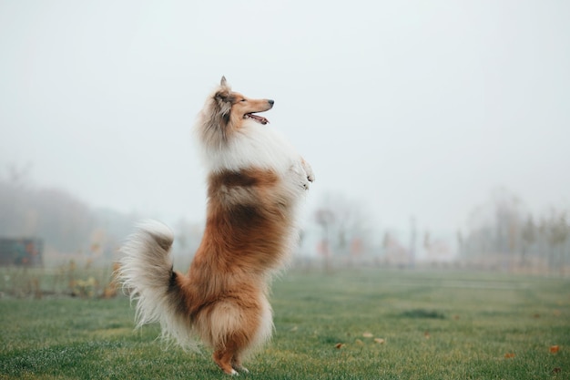 ジンジャー オレンジ ラフ ・ コリー犬の肖像画の秋。霧の朝の美しいふわふわの犬。粗大コリ