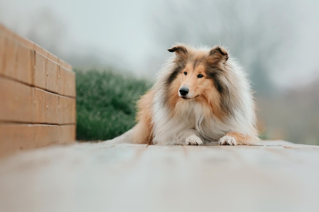 Ginger orange Rough Collie dog portrait autumn. Beautiful fluffy dog in a foggy morning. Rough Colli