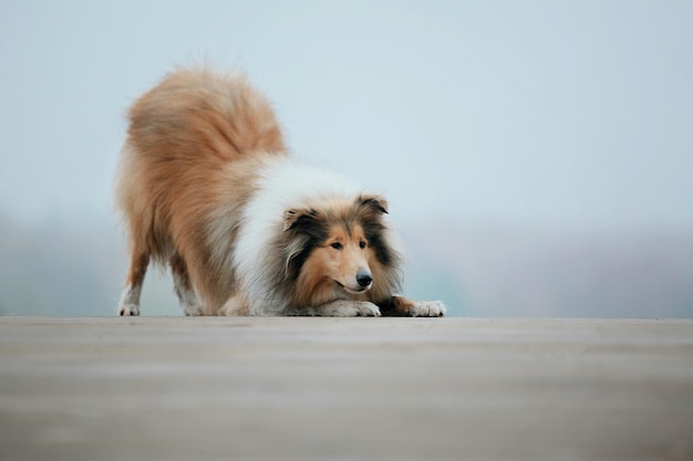 Ginger orange Rough Collie dog portrait autumn. Beautiful fluffy dog in a foggy morning. Rough Colli