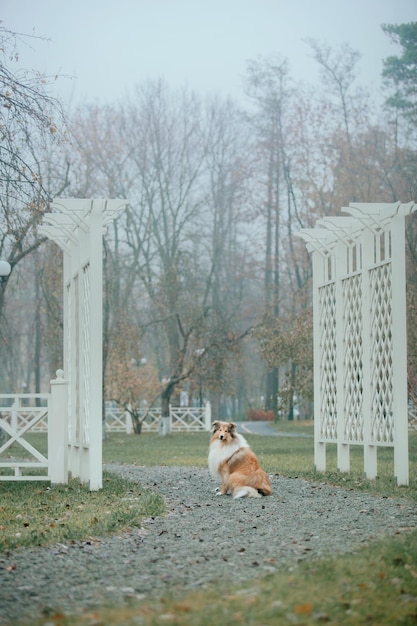 Ginger orange Rough Collie dog portrait autumn. Beautiful fluffy dog in a foggy morning. Rough Colli