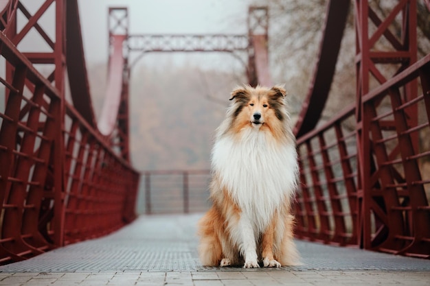 ジンジャー オレンジ ラフ ・ コリー犬の肖像画の秋。霧の朝の美しいふわふわの犬。粗大コリ