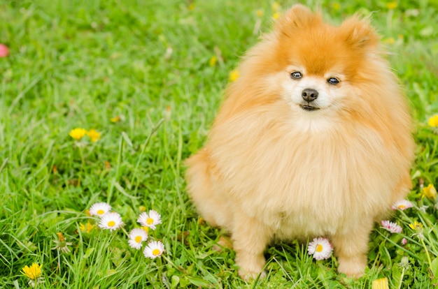 緑の芝生に生姜ポメラニアン犬。自然の背景にふわふわのミニチュアスピッツ。