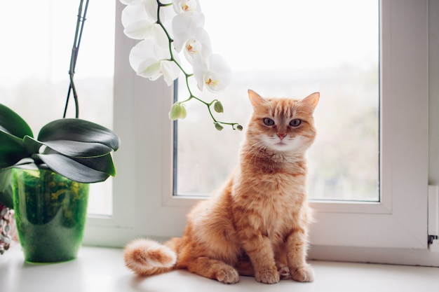 Photo ginger red cat sitting on the windowsill near the orchid