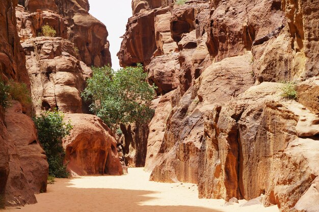 Ginger rocks green spring plants and trees in Wadi Rum desert Jordan Middle East Designation as a UNESCO World Heritage Site National park landscape