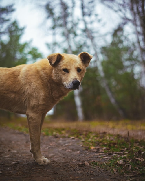 Ginger stray street dog in forest or park looking sad and hungry in cold weather lonely abandoned