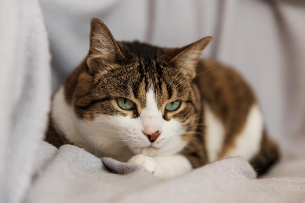 Ginger striped cat lying on couch in living room Pet having nap at home