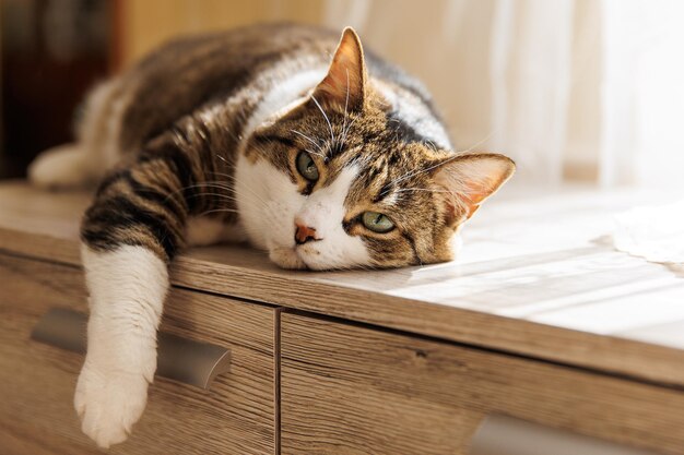 Ginger striped cat lying on window sill at home in the morning Pet relaxing enjoying coziness