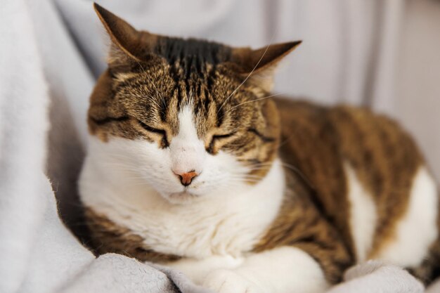 Ginger striped cat sleeping on couch in living room lying on blanket Pet having nap at home