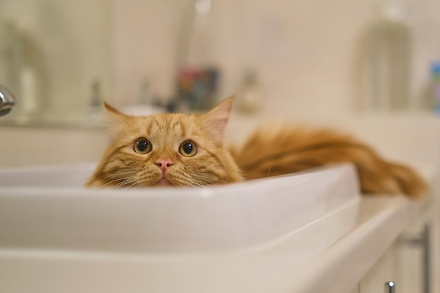 ジンジャートラ猫がシンクにいる バスルームにいるペット 白いシンクの中の猫