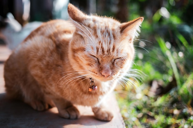 Ginger tabby cat che dorme e si siede sul pavimento di cemento in giardino con la luce del sole del mattino