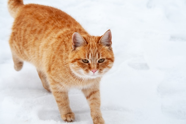 凍った川の近くの雪の中を歩く生姜ぶち猫