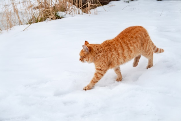 雪の上を歩く生姜ぶち猫