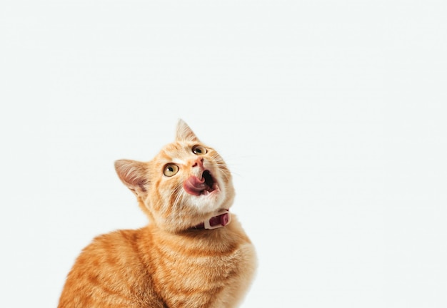 Ginger tabby kitten licks on a white background 