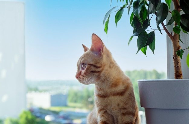 Ginger tabby kitten zit op de vensterbank en kijkt opzij