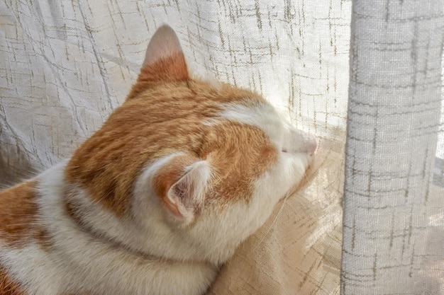 Ginger and white cat sleeping at home