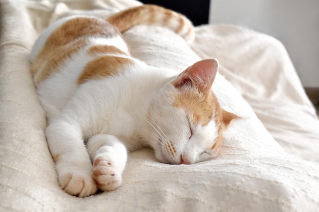 Ginger and white cat sleeping on the sofa at home