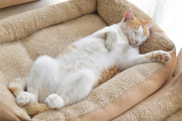 Ginger and white cat sleeping upside down in cat bed