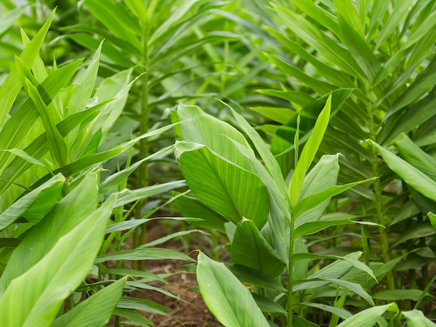 Ginger with galangal tree leaves