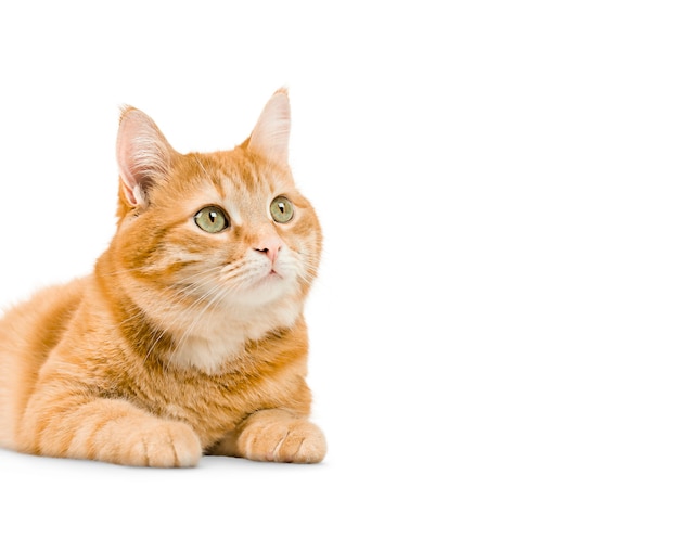 Ginger young cat on isolated white background