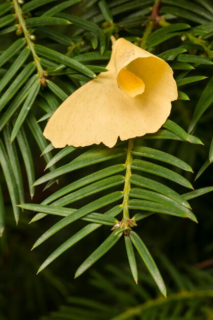 Gingko Fallen leaves in Autumn