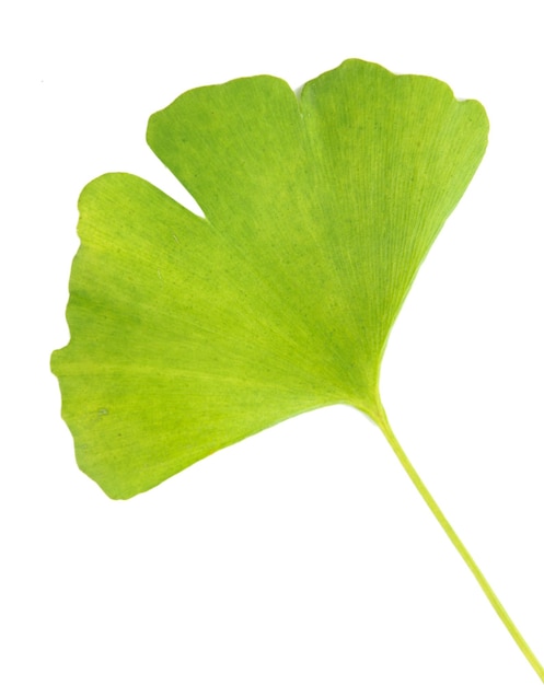 Foto ginkgo biloba blad geïsoleerd op wit