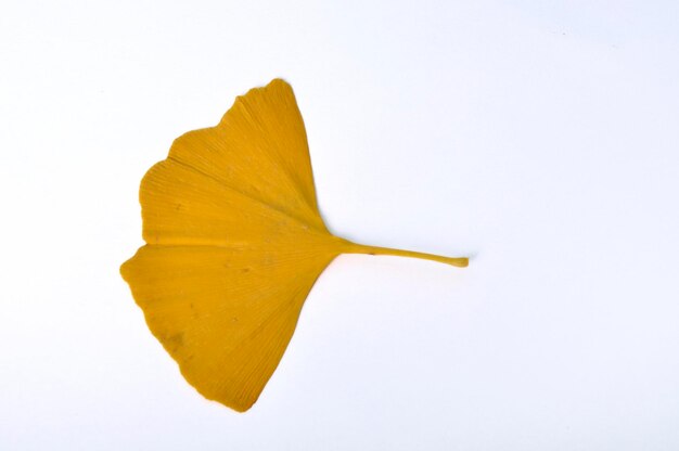 Ginkgo biloba blad op een witte achtergrond