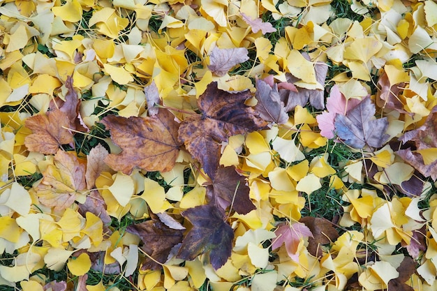 Ginkgo biloba-bladeren en esdoornbladeren die op de grond liggen Geelbruin en bordeauxrood gebladerte Ginkgo en esdoorn Herfst in het stadspark of bos Kleurrijke achtergrond op het thema van de Indiase zomer