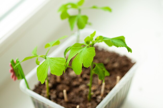 Ginkgo biloba boom zaailingen bij het raam.