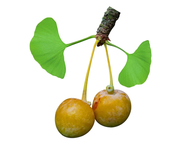 Ginkgo biloba ginkgo maidenhair tree extract and fruits is commonly used as a dietary supplement