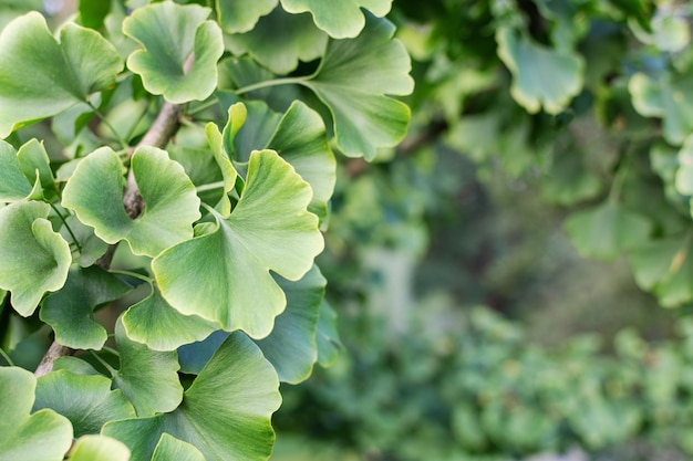 Ginkgo biloba green leaves on tree Gingo leaves background