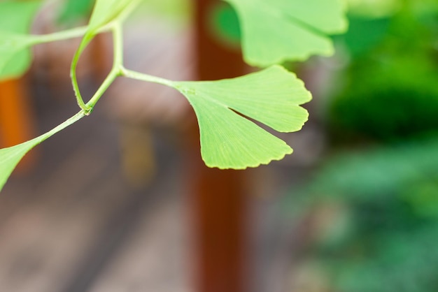 Ginkgo biloba green leaves on a tree in Slovakia. Leaves with sunlight. Garden tree.