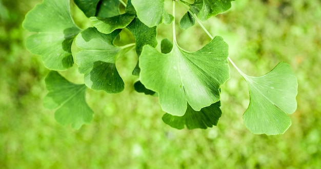 Ginkgo biloba groene bladeren aan een boom in Slowakije. Bladeren met zonlicht. Tuin boom.