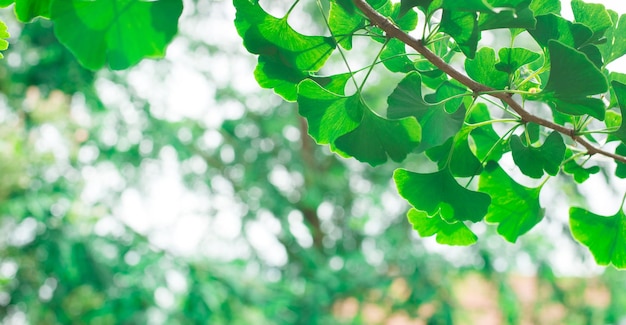 Ginkgo biloba groene bladeren aan een boom in Slowakije. Bladeren met zonlicht. Tuin boom.