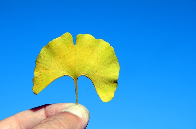 Ginkgo biloba leaf with fall color held in hand