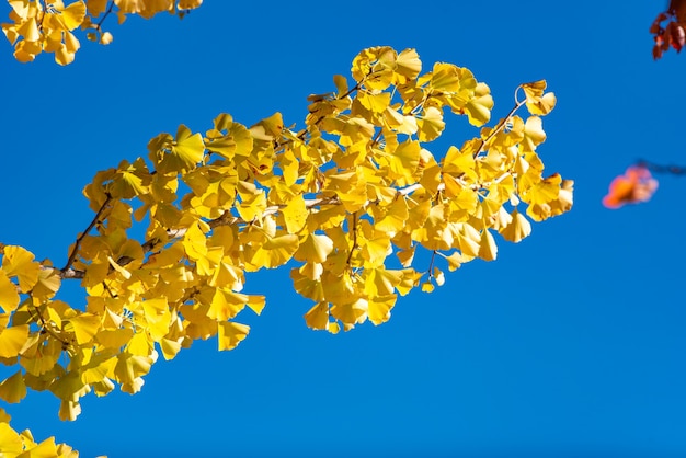 Ginkgo biloba leaves bright yellow on branch tree with blue sky at daytime