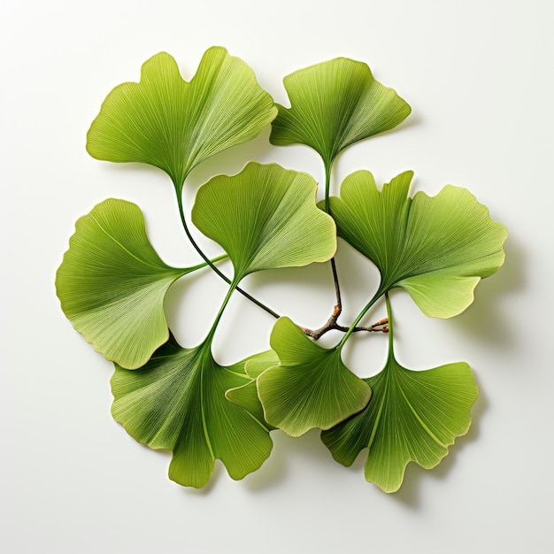 Photo ginkgo biloba leaves isolatedphotorealistic hd on white background