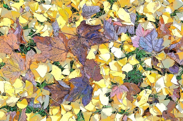 Photo ginkgo biloba leaves and maple leaves lying on the ground yellow brown and burgundy foliage ginkgo and maple autumn in the city park or forest colorful background on the theme of indian summer