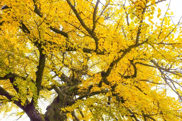 Ginkgo biloba leaves yellow of branch tree in autumnxA