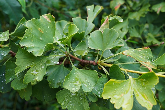 Ginkgo biloba tree leaves with water drops