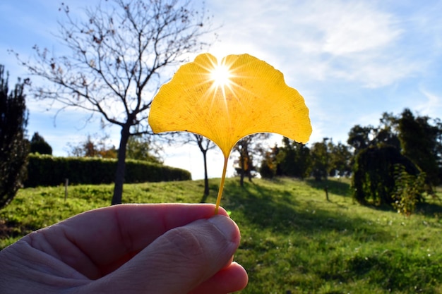 빛에 맞서 손에 들고 있는 은행나무 잎(Ginkgo biloba)