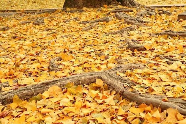 Ginkgo leaves in spring korea