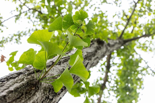 Ginkgo leaves with the branch of the ginkgo tree in the morning sunlight