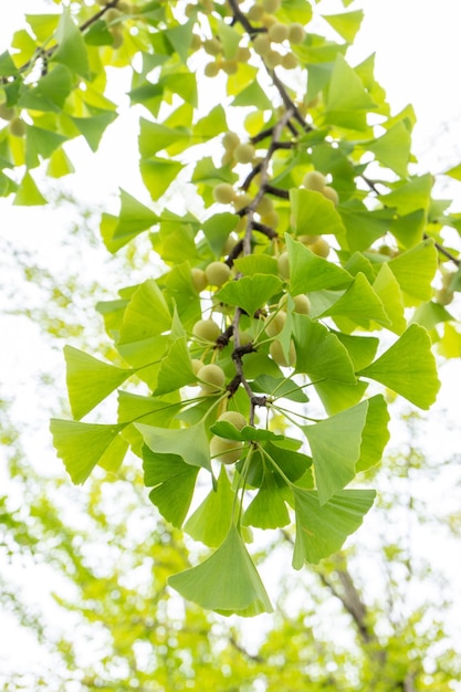 Ginkgo leaves with the green seed on the branch of the ginkgo tree in the morning sunlight