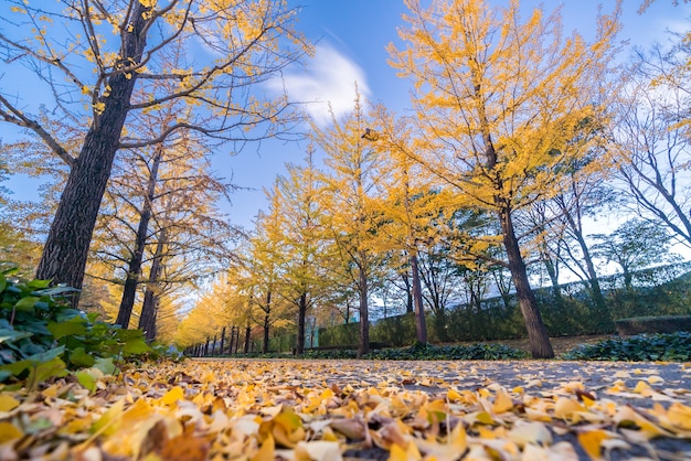 Ginkgo Road