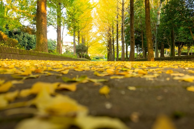 Foto foglia dell'albero del ginkgo nella stagione di caduta all'aperto del parco di autunno