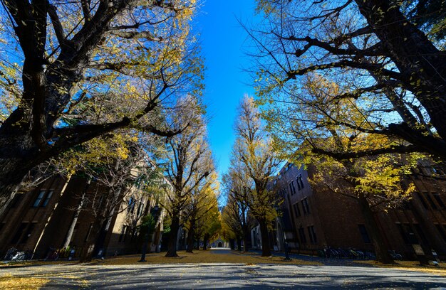 Ginkgo tree on road, autumn season 