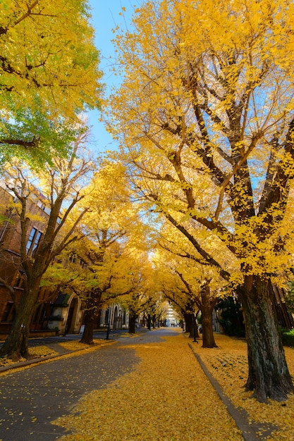 Photo ginkgo tree on road, autumn season