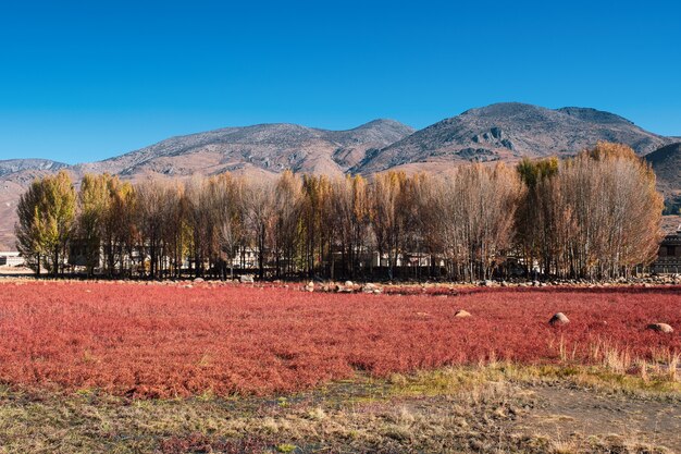 Ginkgo tree with red meadow in autumn on swamp