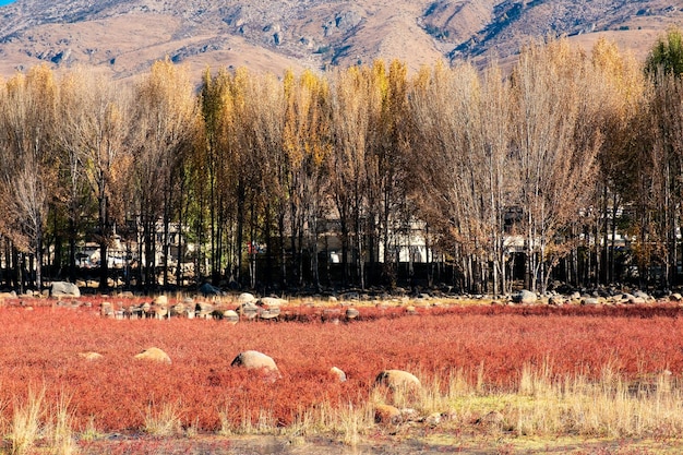 Ginkgo tree with red meadow on lake